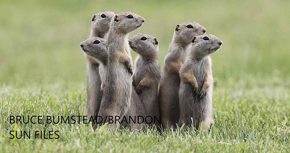 Gophers contemplating their contribution to sea-level change.